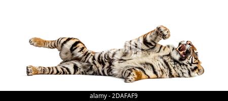 Tiger lying down on its back and showing his tooth, isolated on white Stock Photo