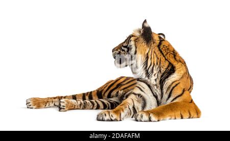 Tiger lying down looking back, isolated on white Stock Photo