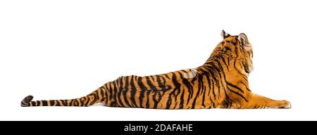 Back view of a Tiger lying down isolated on white Stock Photo