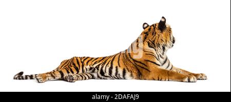 Tiger lying down looking background, isolated on white Stock Photo