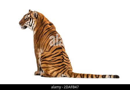 Back view of a Tiger sitting, isolated on white Stock Photo