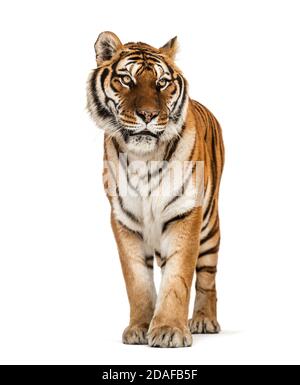 Tiger standing on a white background Stock Photo