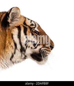 side view on a Tiger's head, isolated Stock Photo