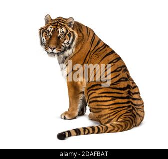 Back view of a Tiger sitting and looking back, isolated on white Stock Photo