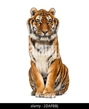 Tiger sitting, isolated on white Stock Photo