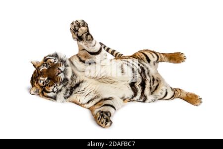 Tiger playing on its back, isolated on white Stock Photo