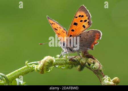 Small Copper Butterfly (Lycaena phlaeas) perched on plant stem. Tipperary, Ireland Stock Photo