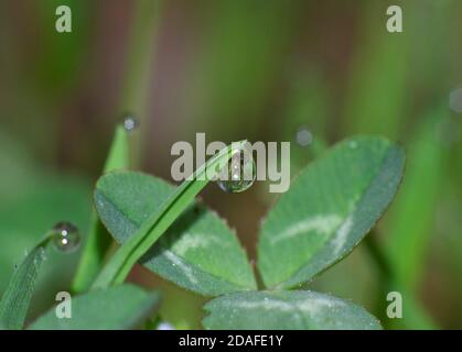 closeup of a drop of dew on a blade of grass Stock Photo