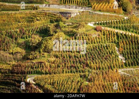 Apple Orchard (Golden Delicious Apple) in Autumn seen from above, Trentino-Alto Adige, Trento Province, Italy, southern Europe. Stock Photo