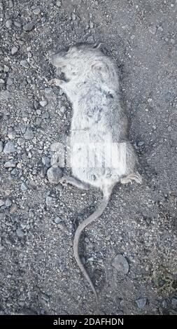 Shot of a dead rat or mouse on a gray ground Stock Photo