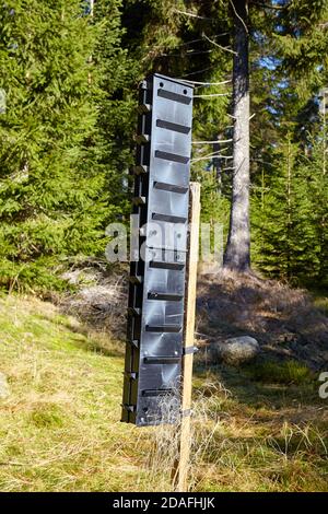 Bark beetle pheromone trap in a mountain forest, selective focus. Stock Photo