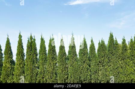 Park landscape design background with copy space, backyard with thuja trees and sky Stock Photo