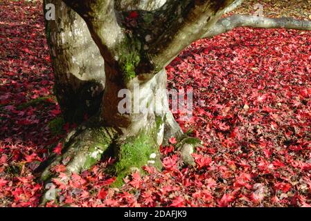 Tree trunk and fallen red leaves of an Acer Palmatum in autumn colours Stock Photo
