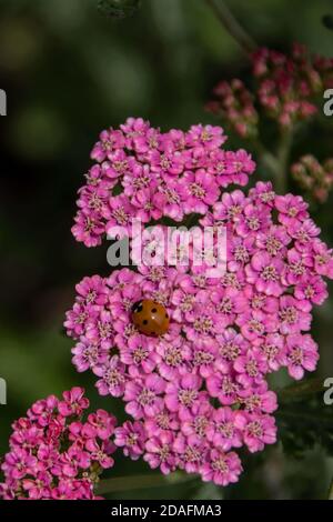 ladybird on  achillea millefolium commonly known as yarrow Stock Photo