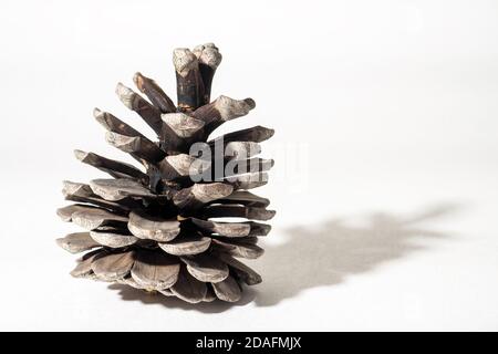 Conifer cone on white background, selective focus Stock Photo