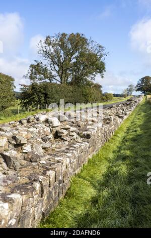 Hadrians Wall between Turret 49B and Birdoswald Fort near Gilsland, Cumbria UK Stock Photo