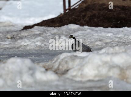 Northern Goshawk (Accipiter gentilis) adult on ground in snow  Akan, Hokkaido, Japan        March Stock Photo