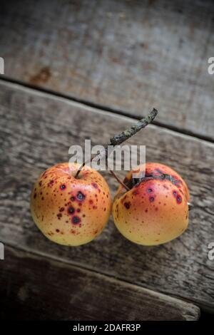 Two apples that were growing in the wild picked from a tree next to a busy road. Wooden background. Somerset England UK GB Stock Photo