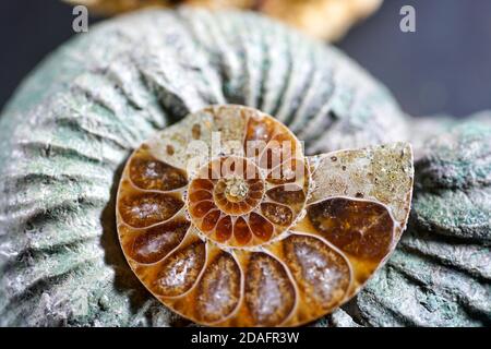 Selective focus shot of an Ammonite Stock Photo