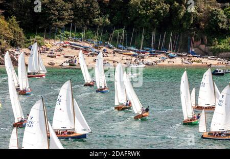 Fleet of Salcombe yawls competing in regatta race with the beach at East Portlemouth in background, Salcombe, South Devon, England, UK Stock Photo