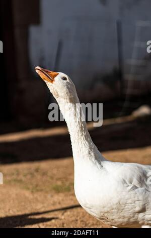 Domestic goose on a farm Stock Photo