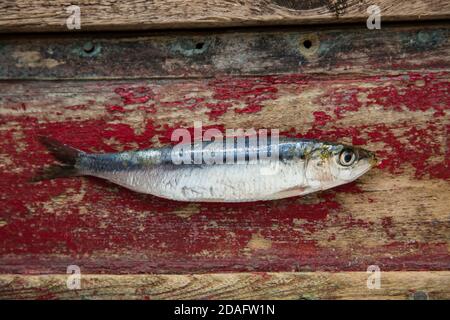A raw sardine, Sardina pilchardus, bought from a supermarket in the UK displayed on a wooden background. Sardines are an oily fish and a source of Ome Stock Photo
