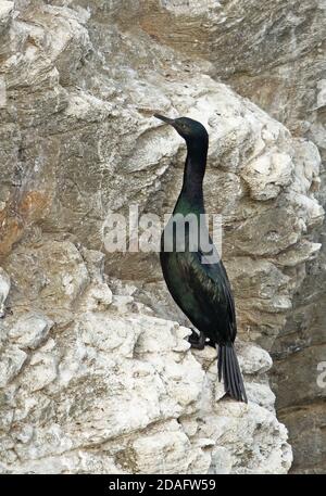Pelagic Cormorant (Phalacrocorax pelagicus pelagicus)  adult on rock stack  Hokkaido, Japan         March Stock Photo
