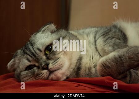 Close-up muzzle of a gray cat of Scottish breed. Stock Photo