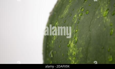 Fresh juicy striped watermelon close-up. Drops of water flow down the peel of a juicy watermelon. Stock Photo