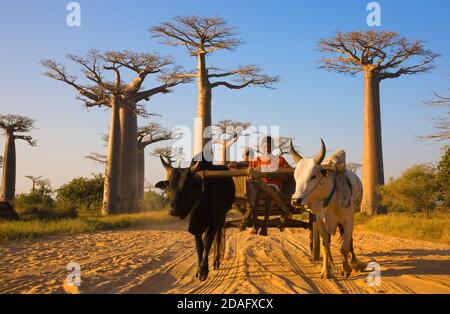 Cow cart going through Baobab tree (Adansonia), Morondava, Madagascar Stock Photo