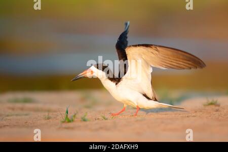 Close up of a black skimmer (Rynchops niger) on a river bank at sunset, South Pantanal, Brazil. Stock Photo