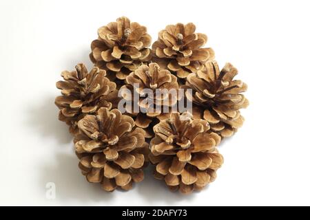 Pine cones on the white background Stock Photo