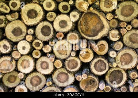 Wooden background - a pile of felled trees showing the cross-section of the trunks Stock Photo