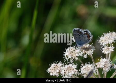Plebejus idas, the Idas blue or northern blue, is a butterfly of the family Lycaenidae. Stock Photo