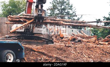Log loader moving fresh woods logs to the truck after cutting down the trees background. Stock Photo