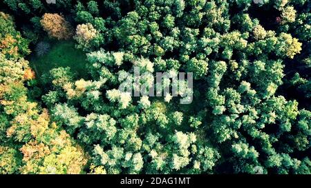 top aerial view of forest trees background. Stock Photo