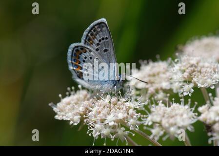 Plebejus idas, the Idas blue or northern blue, is a butterfly of the family Lycaenidae. Stock Photo