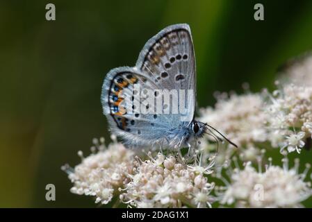 Plebejus idas, the Idas blue or northern blue, is a butterfly of the family Lycaenidae. Stock Photo