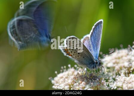 Plebejus idas, the Idas blue or northern blue, is a butterfly of the family Lycaenidae. Stock Photo