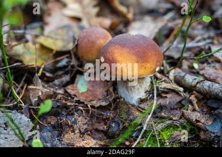 Beautiful boletus edulis mushroom banner in wild forest. White mushroom in autumn day, close up. Ukraine Stock Photo