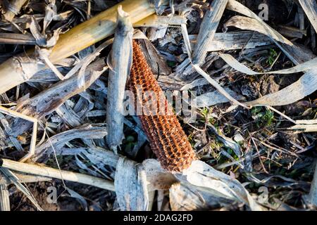 dry corn cob on leafs on farming meadow - abstract background Stock Photo