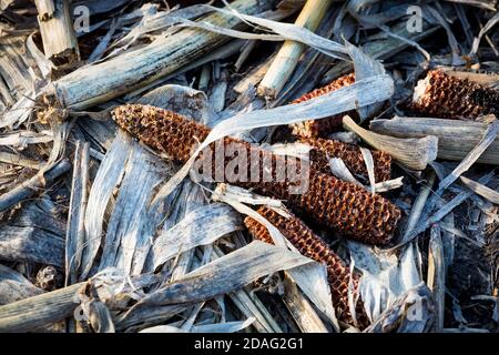 dry corn cobs on leafs - abstract natural backgriund Stock Photo