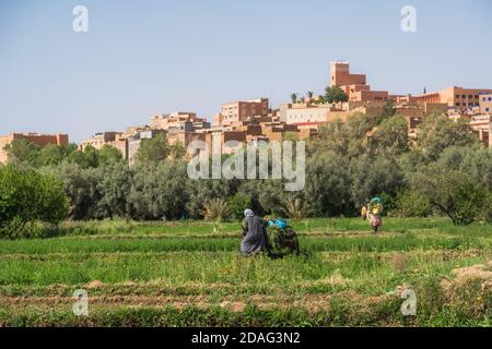 Tinghir , Morocco - APRIL 28 2019: Villager moroccan woman walking on a plain field with grass by the city in a sunny day of spring Stock Photo