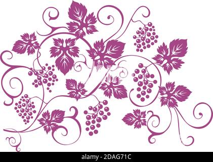 t-shirt Design elements with bunches of grapes and vines in vintage style. Vector design elements in vintage style with vines. Stock Vector
