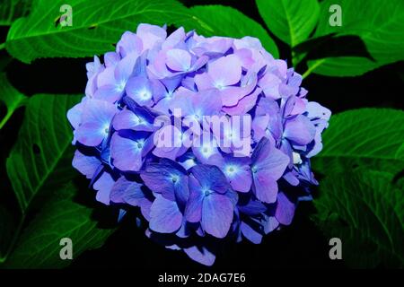 a shrub or climbing plant with rounded or flattened flowering heads of small florets, the outer ones of which are typically infertile. Stock Photo