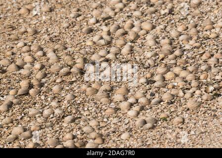 Broken Cockle shells (Cerastoderma edule) at Leigh on Sea, Essex Stock Photo