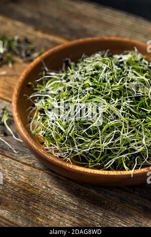 Raw Green Organic Onion Sprouts Ready to Eat Stock Photo