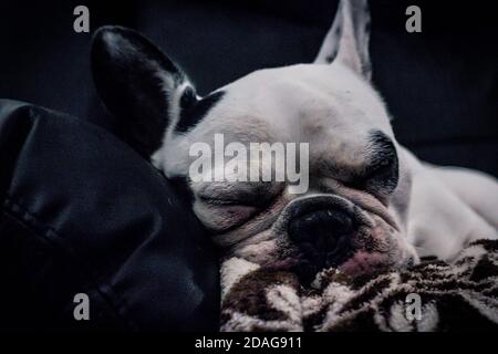 french buldogue Stock Photo