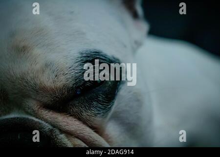 french buldogue Stock Photo