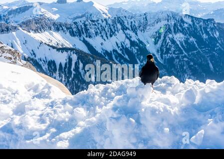 Crow standing on deep snow in winter with mountain backgrounds. Yellow-billed Chough. Alpine Chough. Pyrrhocorax graculus. Rochers De Naye, Switzerlan Stock Photo